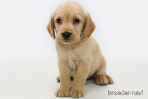 成約済の神奈川県のミックス犬-318616